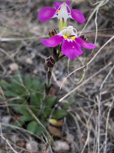 Craterostigma wilmsii (Craterostigma wilmsii)