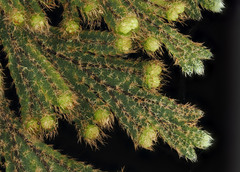 Hymenophyllum frankliniae