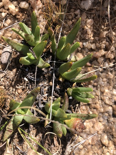 Khadia acutipetala