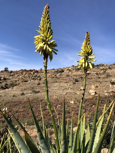 Aloe mutabilis