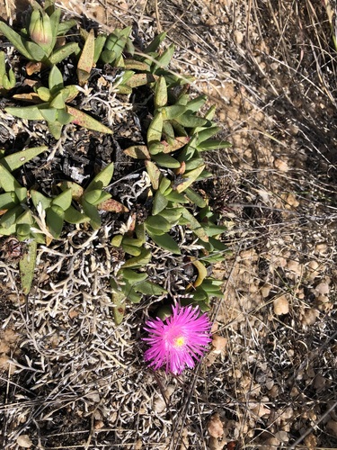 Khadia acutipetala, photograph 2