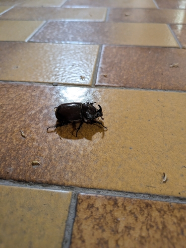 Oryctes nasicornis corniculatus