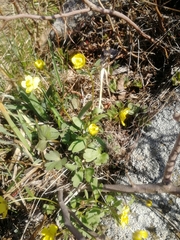 Ranunculus polyrhizos