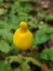 Calceolaria biflora