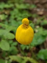 Calceolaria biflora