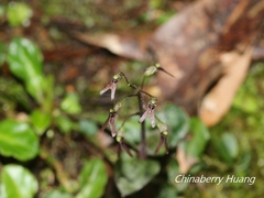 Neottia japonica