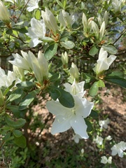 Rhododendron mucronatum