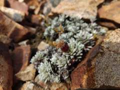 Senecio skottsbergii