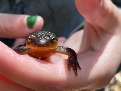 Rough-skinned Newt observed by danducky