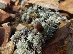 Senecio skottsbergii