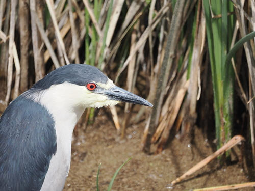 Black-crowned Night Heron photographed in Oregon