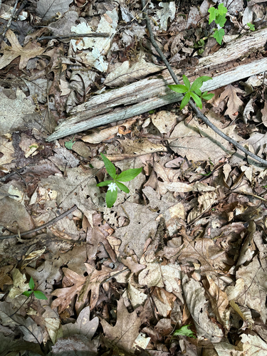 northern starflower