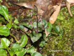 Neottia japonica