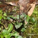Neottia japonica - Photo (c) Lijin Huang (紫楝), osa oikeuksista pidätetään (CC BY-NC), lähettänyt Lijin Huang (紫楝)