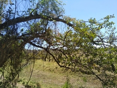 Sideroxylon persimile