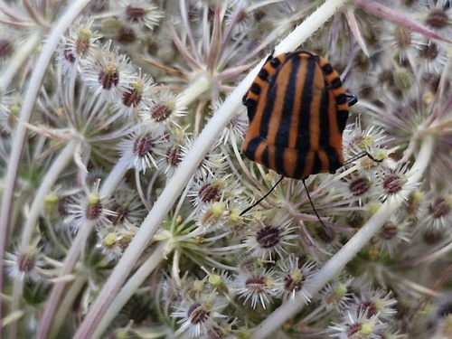 Continental Striped Shield Bug
