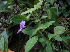 Ruellia yurimaguensis
