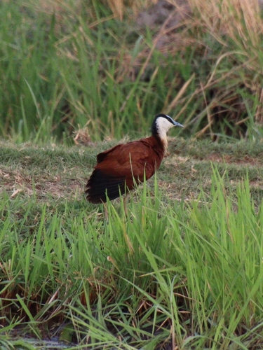 iNaturalist image