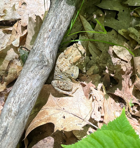 American Toad