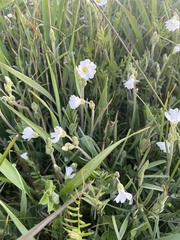 Cerastium arvense strictum