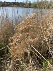 Poaceae