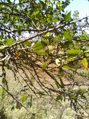 Sideroxylon persimile