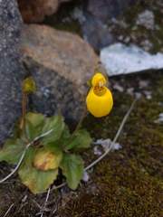 Calceolaria biflora