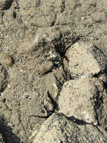 Ophiocoma aethiops observed 2026-05-21