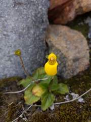 Calceolaria biflora