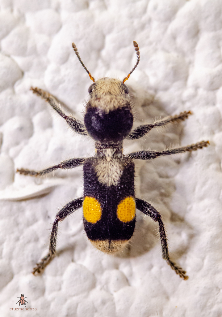 Enoclerus longipes