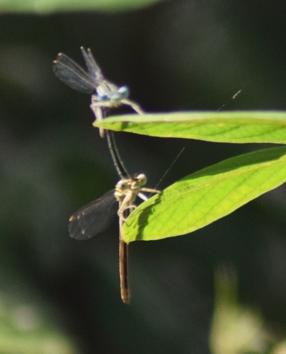 Blue Featherleg