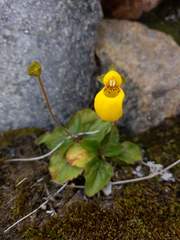 Calceolaria biflora