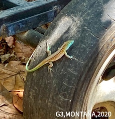 Cnemidophorus gaigei