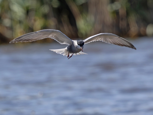 iNaturalist image
