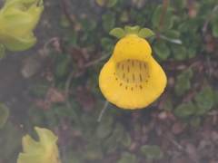 Calceolaria tenella