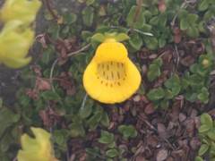 Calceolaria tenella