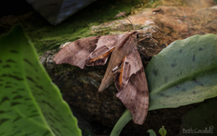 Coequosa australasiae