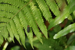 Pyrocoelia formosana