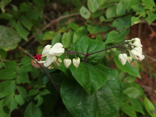 Bleeding glorybower