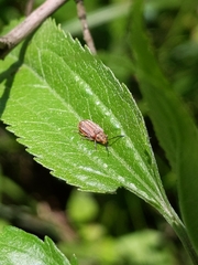 Ophraella communa