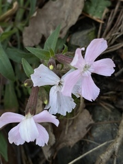 Silene caroliniana