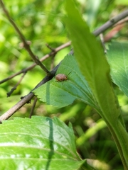 Ophraella communa