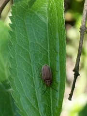 Ophraella communa