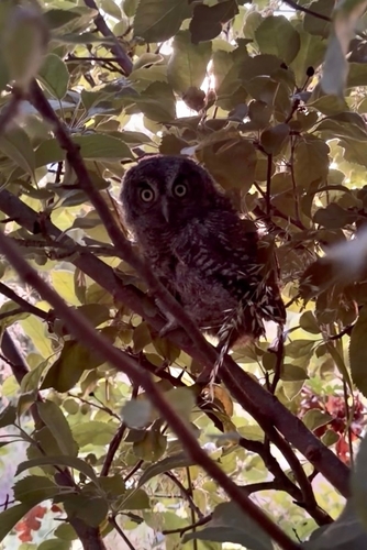 Western Screech-Owl observed by lauradugan