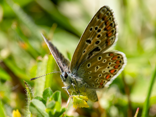 Common Blue