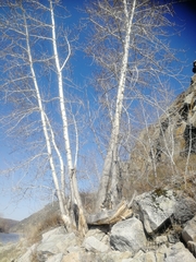 Populus suaveolens