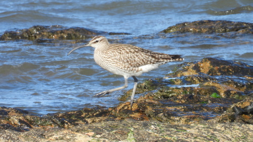 iNaturalist: (c) jpberthet, some rights reserved (CC BY-NC), uploaded by jpberthet iNaturalist image