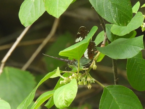 Eurasian White Admiral