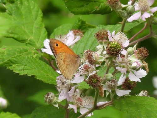 Meadow Brown