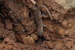 Cnemaspis mysoriensis
